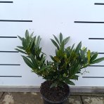 Vavrínovec lekársky (Prunus laurocerasus) ´OTTO LUYKEN´ - výška 20-40 cm, kont. C3L (-21°C)